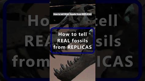 fake fossils watch|How Fake Fossils Pervert Paleontology [Excerpt] .